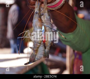 Ein indischer Fischverkäufer, der auf einem Fischmarkt in Westbengalen Indien Tiger Garnelen zeigt oder in der Nähe davon steht Stockfoto