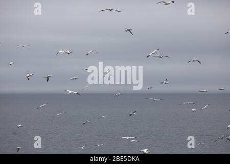 Tölpel fliegen auf der Great Saltee Island Stockfoto