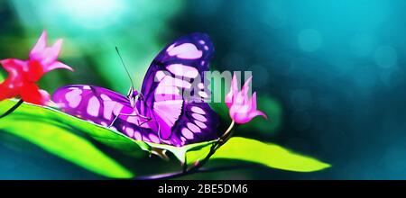 Strahlend schöner tropischer Schmetterling auf dem Blatt lebendiger Blumen im Regenwald. Makro. Panoramabild Stockfoto