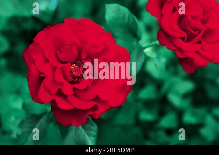 Sanfte rote Rosen wachsen im Garten. Sommer floral background. Ansicht von oben. Makro Stockfoto