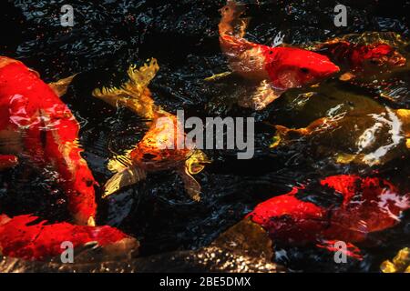 Koi-Fische (Cyprinus rubrofuscus) oder mehrfarbige Brokatkarpfen (Amur-Karpfen) machen während der Fütterung beim Schwimmen im Teich eine Nahaufnahme Stockfoto