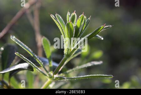 Die grünen Blätter und der Stamm von Galium aparine, auch als Spaltblätter oder Bettstroh bekannt, die von der Sonne in einer natürlichen Umgebung im Freien beleuchtet werden. Stockfoto