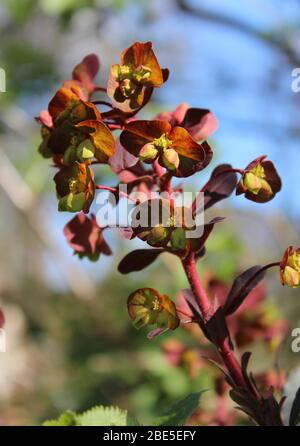 Die ungewöhnlichen grünen Blüten und lila Blätter von Euphorbia amygdaloides purpurea, auch bekannt als lila Holzstrauß. Im Freien in einer natürlichen Umgebung. Stockfoto