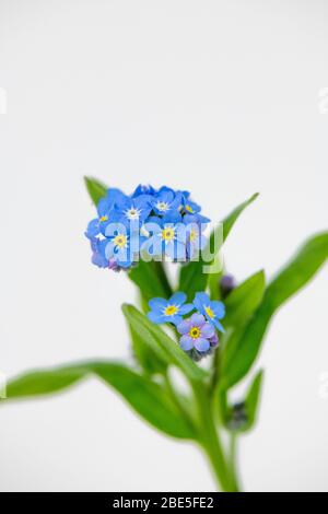 Die kleine blaue Blume des Vergissmeinnicht (Myosotis scorpioides) Stockfoto