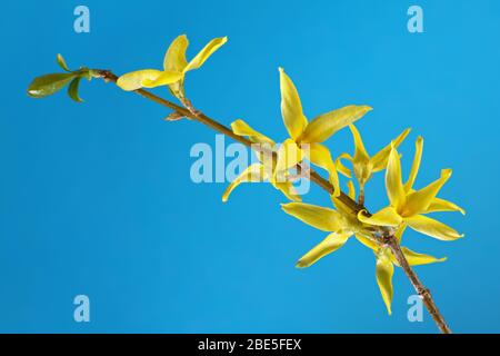 Hellgelbe Forsythia Blüten auf blauem Hintergrund isoliert, Nahaufnahme Makro-Fotografie. Kopierbereich. Stockfoto