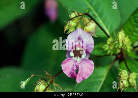 Nahaufnahme einer einzelnen Himalaya Balsam Blume mit Knospen und Blättern Stockfoto