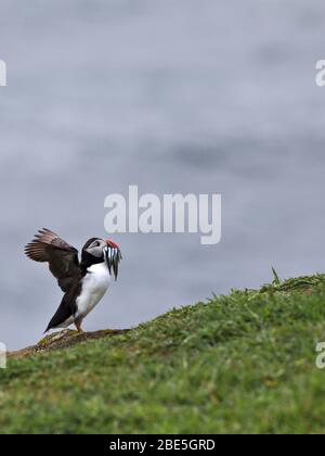 Ein Papageientaucher mit Fisch in Irland Stockfoto