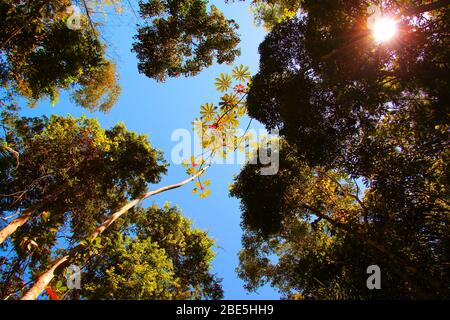 Aufgenommen 2016 auf der Reise von Paraty nach Ponta Negra, Brasilien, Rio de Janeiro Staat. Baumwipfel und Himmel mit Sonnenlicht durchscheinen. Stockfoto