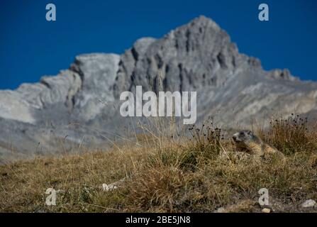 Murmeltier in perfekter Tarnung vor dem Piz Ducan in Graubünden, Schweiz Stockfoto