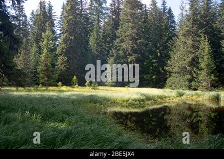 Moorsee auf der Alp Flix, Graubünden, Schweiz Stockfoto