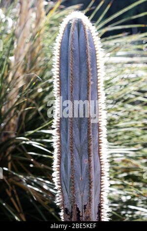 Kaktus pilosocereus pachycladus Stockfoto