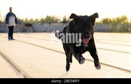 Schwarzer Mastiff running, ein verspielter großformatiger Hund, der während der nationalen Sperre in Spanien auf einem Feld rumläuft und einen Stock holt. Stockfoto