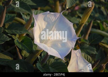 Schöne weiße Blume der Heiligen Datura Stockfoto