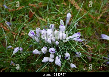 Blumen des Krokus bedeckt mit Tau im März im Flora Botanical Garden, Köln, Deutschland Stockfoto