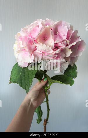 Rosafarbene Hortensie in der Vase auf weißem Hintergrund. Stockfoto