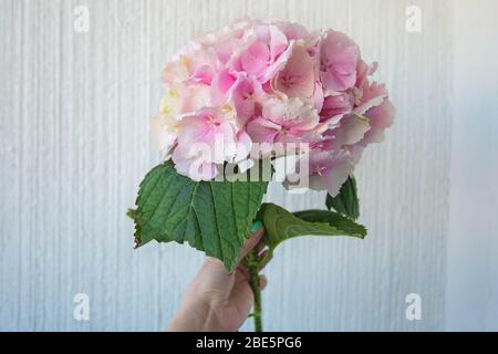 Rosafarbene Hortensie in der Vase auf weißem Hintergrund. Stockfoto