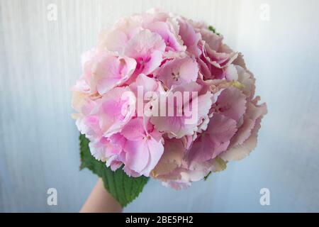 Rosafarbene Hortensie in der Vase auf weißem Hintergrund. Stockfoto