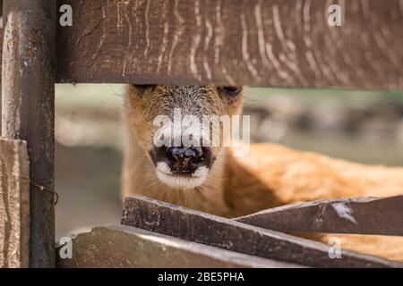 Niedliches Reh schaut durch einen Holzzaun. Naturschutzgebiet in Zevana Castle, Weißrussland, Grodno. Stockfoto