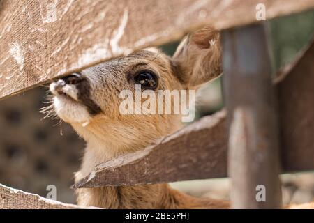 Niedliches Reh schaut durch einen Holzzaun. Naturschutzgebiet in Zevana Castle, Weißrussland, Grodno. Stockfoto