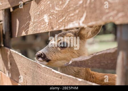 Niedliches Reh schaut durch einen Holzzaun. Naturschutzgebiet in Zevana Castle, Weißrussland, Grodno. Stockfoto