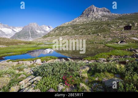 Märjelensee am Aletschgletscher. Alpenblumen. Wallis, Schweizer Alpen. Schweiz. Stockfoto