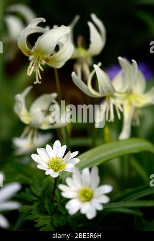 Anemone blanda weiße Schattierungen, Erythronium californicum weiße Schönheit, weiße Blumen, Waldgarten, Schatten, schattig, schattig, Holz, Hund Zahn violett, Frühling, Fluss Stockfoto