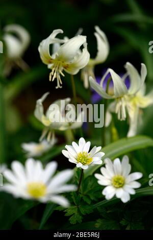 Anemone blanda weiße Schattierungen, Erythronium californicum weiße Schönheit, weiße Blumen, Waldgarten, Schatten, schattig, schattig, Holz, Hund Zahn violett, Frühling, Fluss Stockfoto