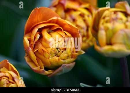 Tulip Brownie, doppelte frühe Blumen, braune orange Blumen, Tulpen, Tulpe, Blüte, Frühling, Zwiebeln, RM floral Stockfoto