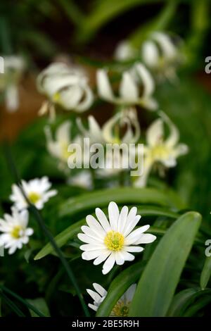 Anemone blanda weiße Schattierungen, Erythronium californicum weiße Schönheit, weiße Blumen, Waldgarten, Schatten, schattig, schattig, Holz, Hund Zahn violett, Frühling, Fluss Stockfoto