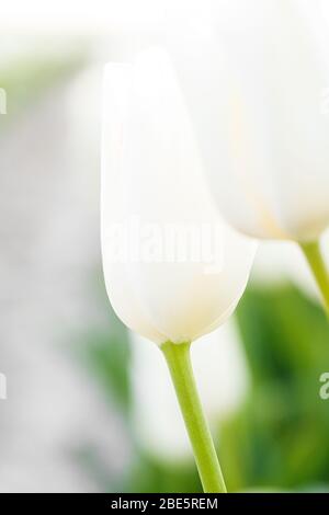 Schöne Blume Hintergrund. Erstaunliche Aussicht auf helle weiße Tulpen, die im Feld in der Mitte des sonnigen Frühlingstages blühen Stockfoto