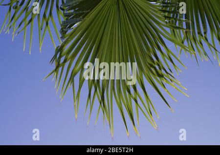 Palme - Arecaceae ist eine Familie der mehrjährigen Blüte Pflanzen in der Monocot Ordnung Arecale Stockfoto