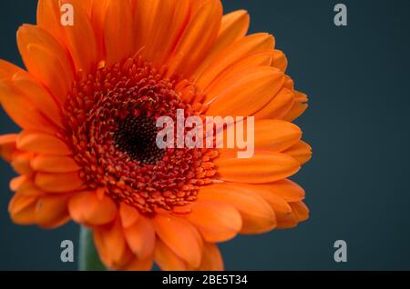 Bunte transvaal Gänseblümchen Stockfoto