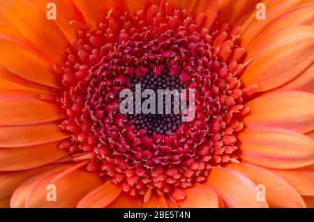 Bunte transvaal Gänseblümchen Stockfoto