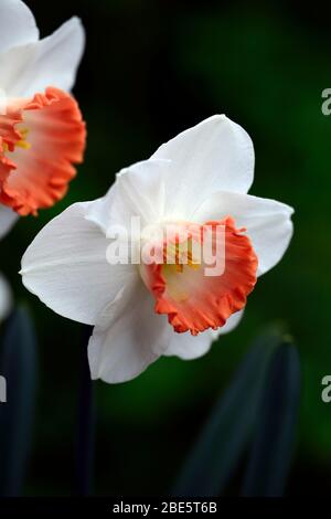 narcissus rosa Charme, Narzissen, weiße Blütenblätter, Lachs-orange Aprikosentrompete, Blumen, Narzissen, Narzissen, Frühling, Garten, RM floral Stockfoto