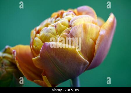 Tulip Brownie, doppelte frühe Blumen, braune orange Blumen, Tulpen, Tulpe, Blüte, Frühling, Zwiebeln, RM floral Stockfoto