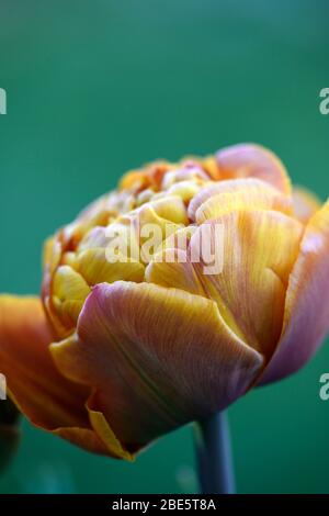 Tulip Brownie, doppelte frühe Blumen, braune orange Blumen, Tulpen, Tulpe, Blüte, Frühling, Zwiebeln, RM floral Stockfoto