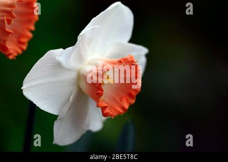 narcissus rosa Charme, Narzissen, weiße Blütenblätter, Lachs-orange Aprikosentrompete, Blumen, Narzissen, Narzissen, Frühling, Garten, RM floral Stockfoto