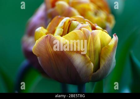 Tulip Brownie, doppelte frühe Blumen, braune orange Blumen, Tulpen, Tulpe, Blüte, Frühling, Zwiebeln, RM floral Stockfoto