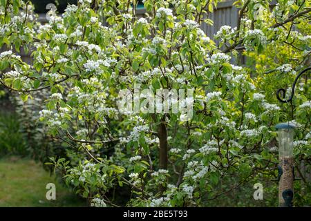 Blick auf den britischen Hochzeitregen Birnenbaum in voller Blüte im April. Stockfoto