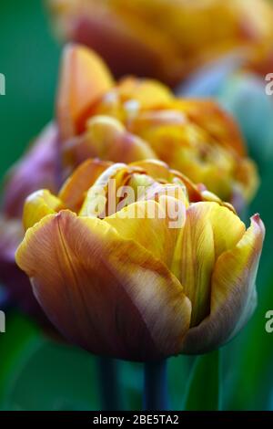 Tulip Brownie, doppelte frühe Blumen, braune orange Blumen, Tulpen, Tulpe, Blüte, Frühling, Zwiebeln, RM floral Stockfoto