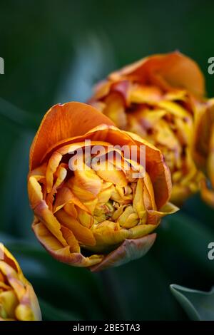 Tulip Brownie, doppelte frühe Blumen, braune orange Blumen, Tulpen, Tulpe, Blüte, Frühling, Zwiebeln, RM floral Stockfoto