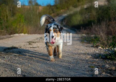 Hund australian Shepherd läuft blau Merle in der Natur auf felsigen Weg Stockfoto