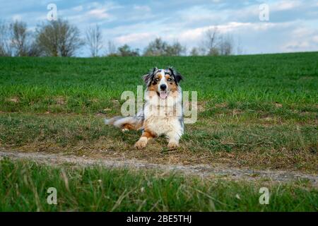 Hund australian Shepherd sitzt blau Merle auf grünem Feld Stockfoto