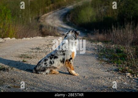 Hund australian Shepherd sitzt blau Merle in der Natur auf dem Weg zurück Stockfoto