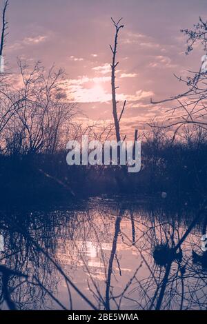 Morgen wolkige Sonnenaufgang mit einem Baum vor der Sonne und Reflexion im Wasser Stockfoto
