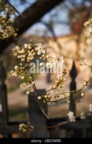 Blühende Kirsche. Blühende weiße Blumen auf einem Baum Stockfoto