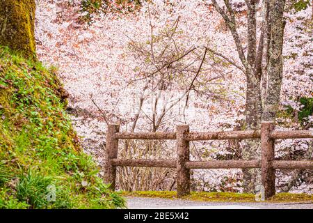 Sakura Bloosm auf dem Berg Yoshino in Nara, Japan Stockfoto
