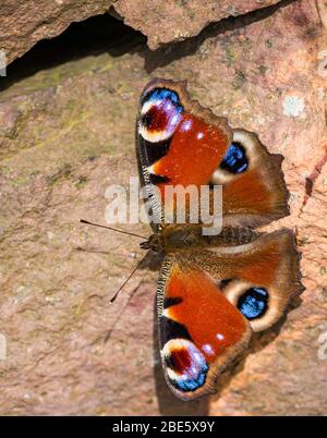 East Lothian, Schottland, Großbritannien. April 2020. UK Wetter: Frühling Wildtiere in der Sonne. Ein Pfauenschmetterling (Aglais io oder europäischer Pfau) mit offenen Flügeln Stockfoto