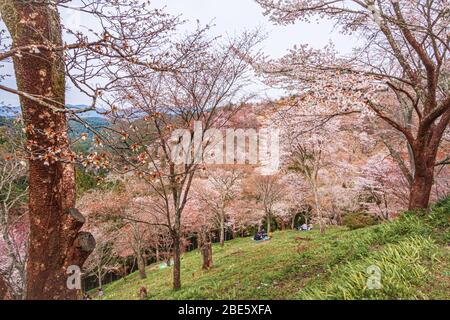 Tausend Tress der Kirschblüten auf dem Berg Yoshino Stockfoto