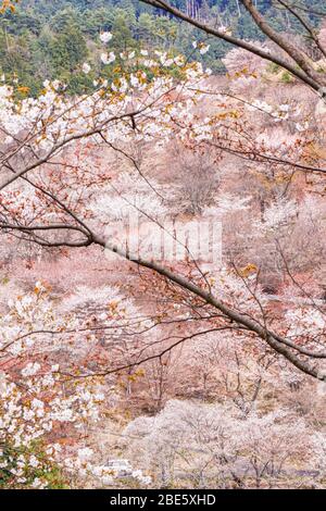 Tausend Tress der Kirschblüten auf dem Berg Yoshino Stockfoto